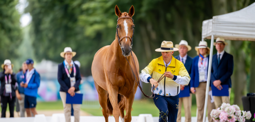 I cavalli da completo sotto i riflettori a Versailles