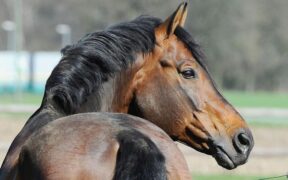 Lo stallone Sandro Boy è mancato