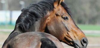 Lo stallone Sandro Boy è mancato