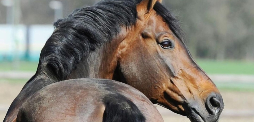 Lo stallone Sandro Boy è mancato
