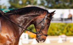 Nuovi studi sulla pressione fornita dalle capezzine