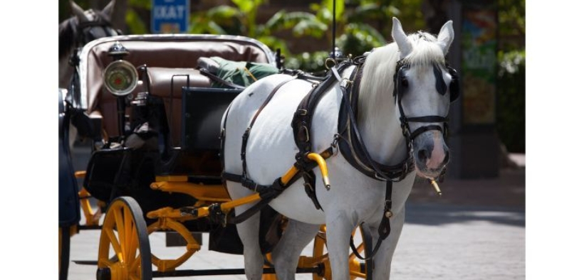 Prima sentenza di colpevolezza per morte bianca di cavallo sul lavoro