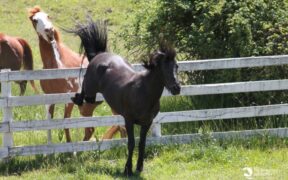 Quando i cavalli minacciano