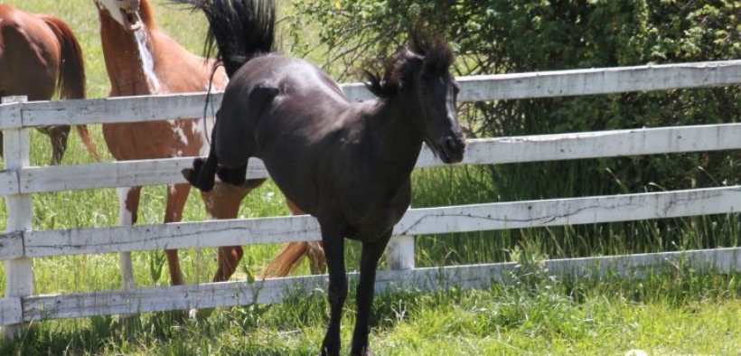 Quando i cavalli minacciano