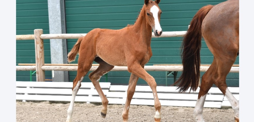 Asta puledri Schockemoehle, top price per un figlio di Balou du Rouet
