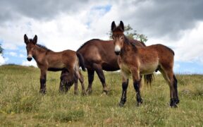 CAITPR: convocati gli Stati Generali del Mulo in Europa