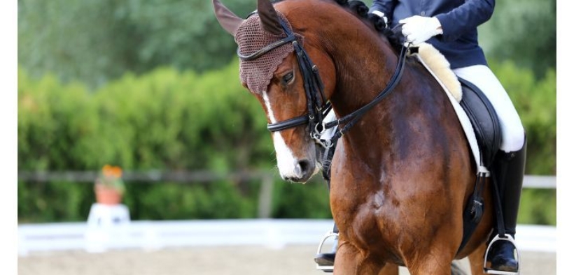 Equitazione sotto accusa, la lettera di Stephanie Bradley 1