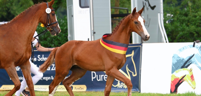 Il meglio per ultimo! 3^ asta online di puledri Schockemöhle Helgstrand