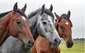 L’intelligenza ancora inesplorata dei cavalli