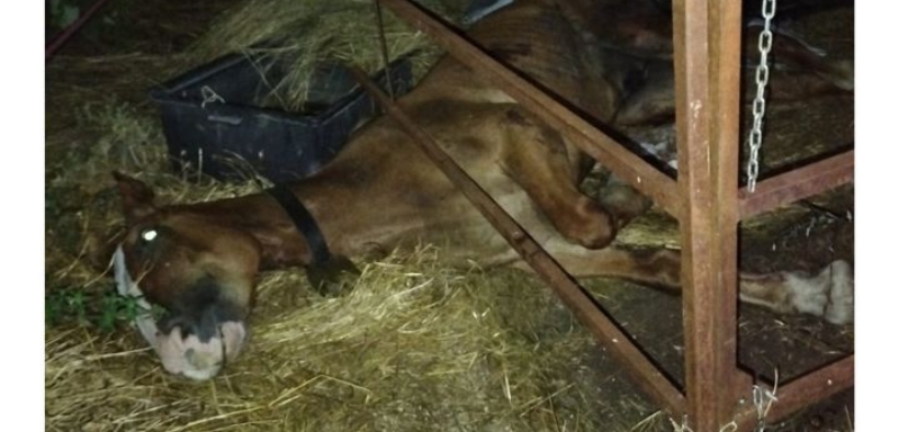 Pescara, cavalla in agonia: le associazioni si mobilitano