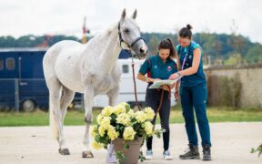 Salute dei cavalli olimpici: sì alla deroga dei casi con Metrite Equina Contagiosa