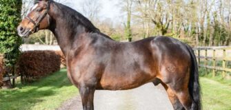 Vivant van de Heffinck