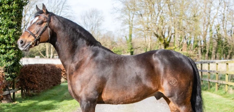 Vivant van de Heffinck