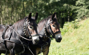 CAITPR: nasce il primo Studbook del Mulo Italiano