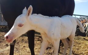 Cavalli dal mantello "veramente bianco"... fino alla sindrome del Letal White Overo (LWO)