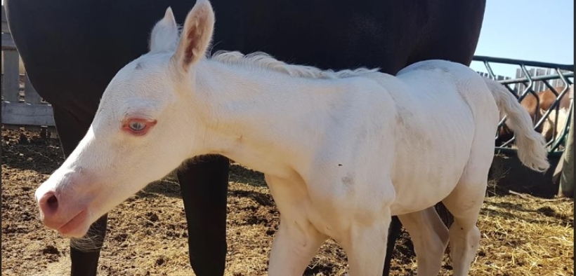 Cavalli dal mantello "veramente bianco"... fino alla sindrome del Letal White Overo (LWO)