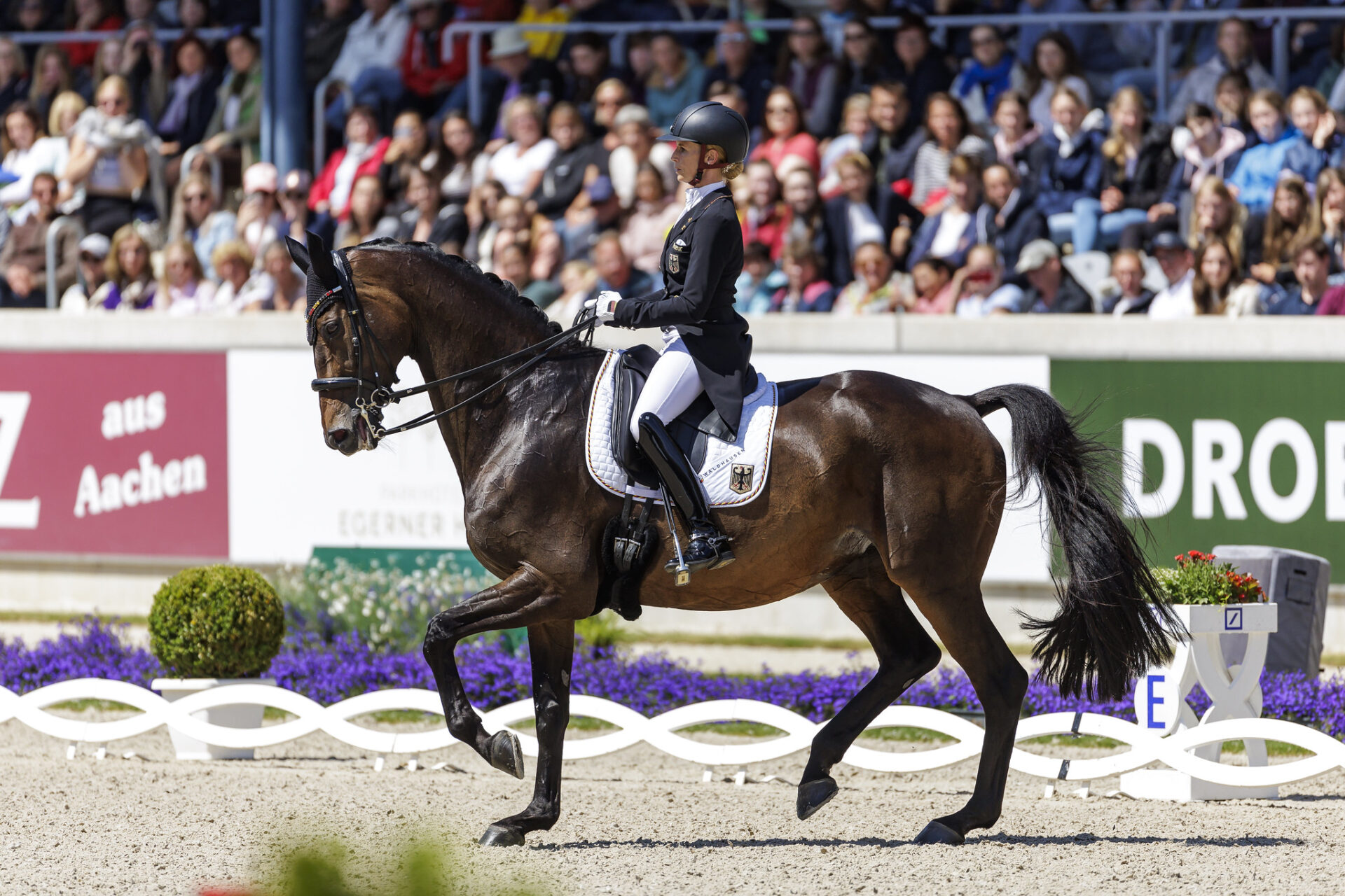 Dressage: TSF DaleraBB entra nella Walk of Fame di Aachen