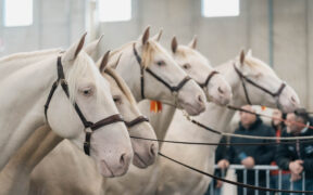 Fieracavalli presenta il mondo equestre al G7 agricoltura e pesca di Ortigia