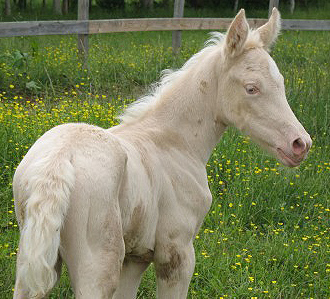 Mantello veramente bianco fino alla sindrome del Letal White Overo (LWO)