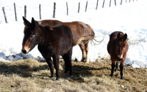 CAITPR: perché lo studbook del Mulo è utile per conservare la Biodiversità?