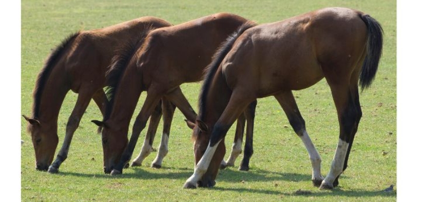 Compravendita, IVA al 5% sulle cessioni di cavalli non destinati alla filiera alimentare
