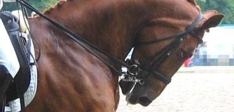 Dressage: ulteriore sospensione per Andreas Helgstrand