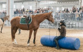 Fieracavalli: una nuova App per il benessere dei cavalli