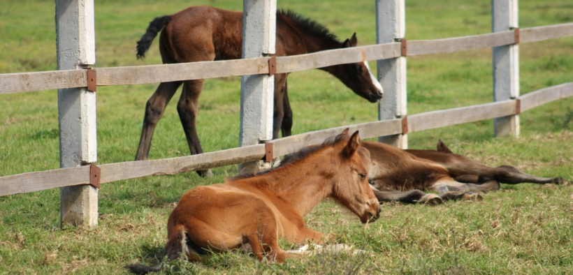 L'evoluzione dei prezzi dei puledri da salto nelle aste