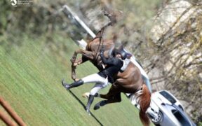 Manifestazioni e cavalli (part 2): e se capita un incidente?