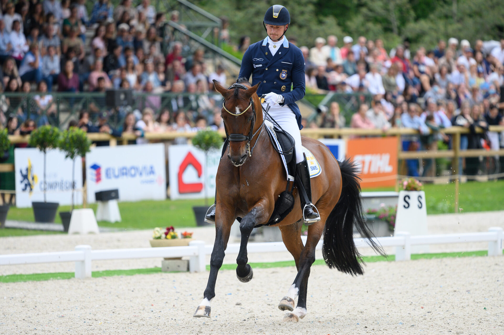 Quali stalloni da Dressage si distinguono in base alle prestazioni della loro prole?