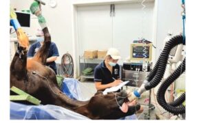 Quel che è utile sapere quando un cavallo necessita della Clinica veterinaria