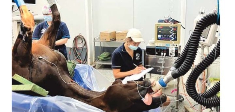 Quel che è utile sapere quando un cavallo necessita della Clinica veterinaria