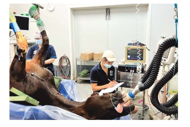 Quel che è utile sapere quando un cavallo necessita della Clinica veterinaria
