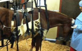 Aggiornamento riguardo l’epidemia di Herpes Virus (EHV-1) in Francia