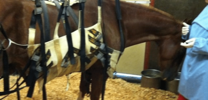 Aggiornamento riguardo l’epidemia di Herpes Virus (EHV-1) in Francia