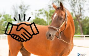 Diritto equestre: la visita di compravendita un argomento delicato