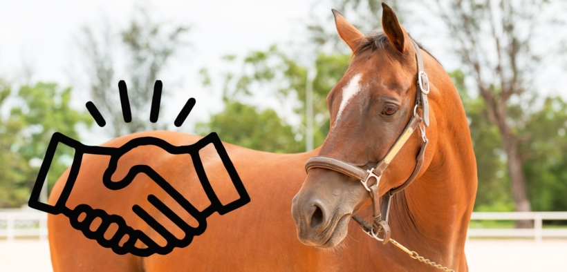 Diritto equestre: la visita di compravendita un argomento delicato