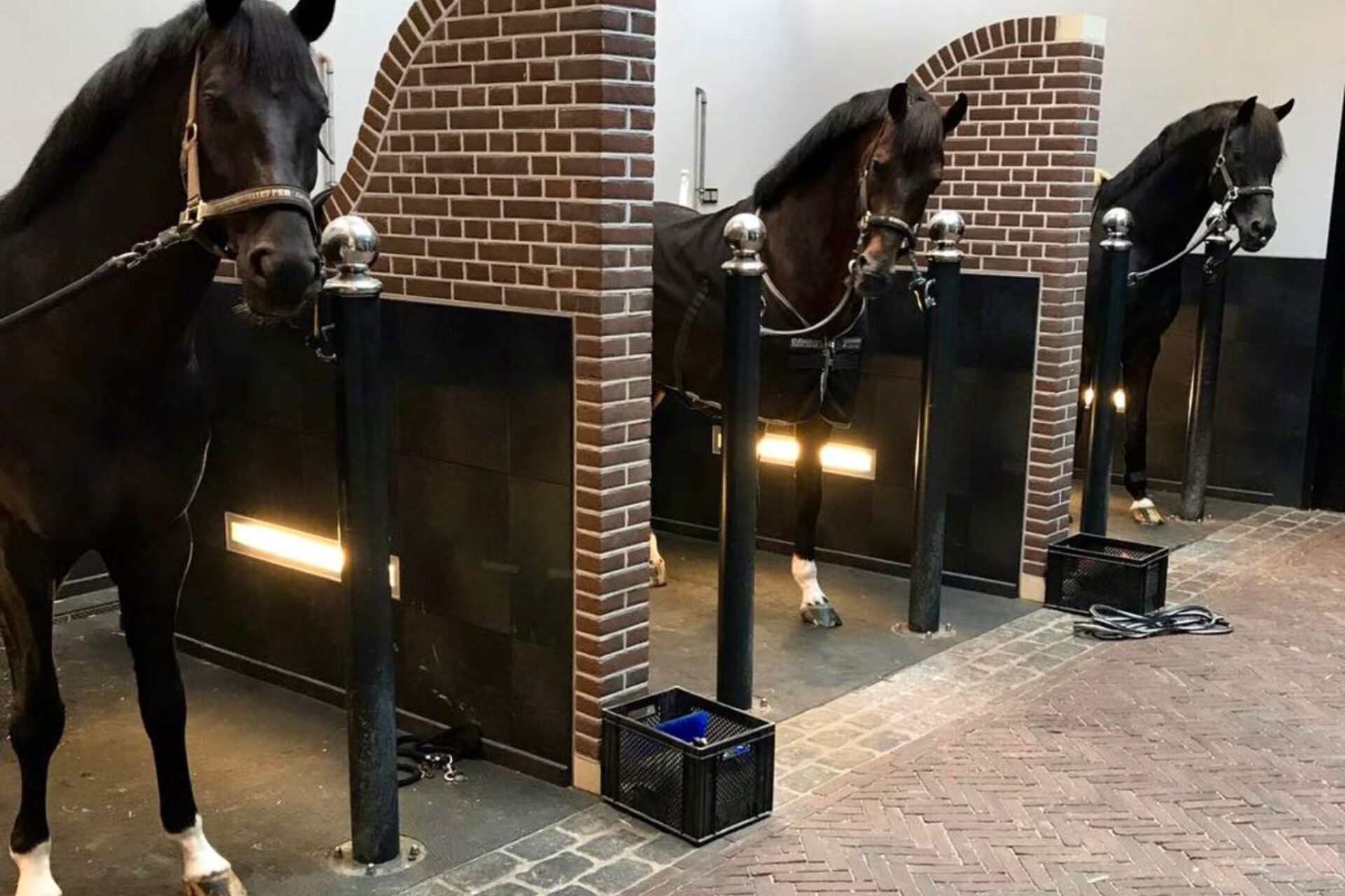 Dressage: chiude la filiale olandese del Glock Horse Performance Centre