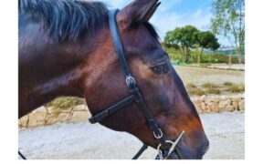 Dressage: l'uso della capezzina diventa facoltativo in Svezia