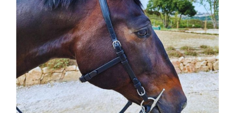 Dressage: l'uso della capezzina diventa facoltativo in Svezia