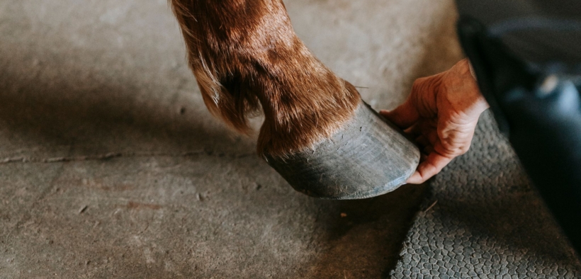 E' stata istituita la Società Italiana di Podologia degli Equini (SIPE)
