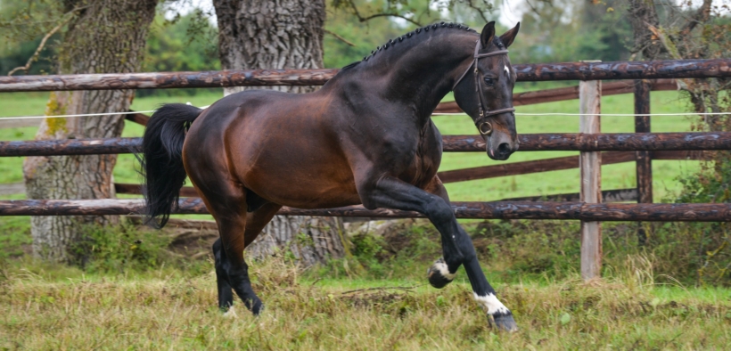 Kannan è il nuovo Stallone dell’anno per il salto WBFSH