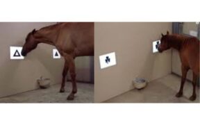 La fabbrica del ricordo (part 2): memoria, nuovi studi sui cavalli