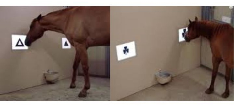 La fabbrica del ricordo (part 2): memoria, nuovi studi sui cavalli