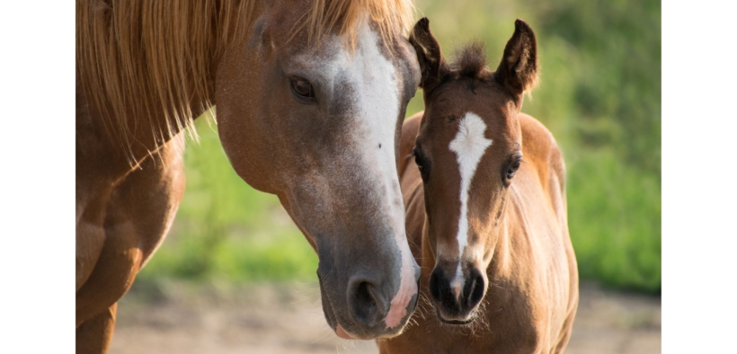 Quale sarà la prima cavalla a produrre 100 puledri?