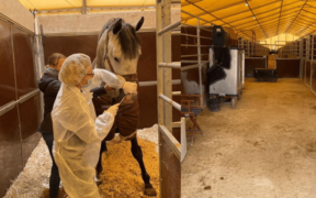 Segnalati nuovi focolai di Rinopolmonite in Francia