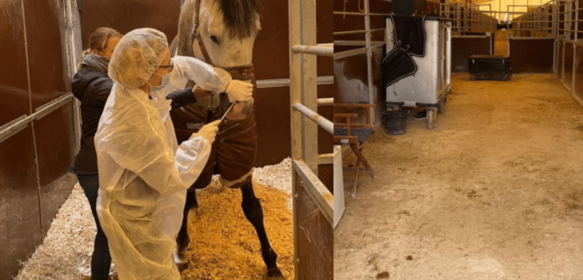 Segnalati nuovi focolai di Rinopolmonite in Francia