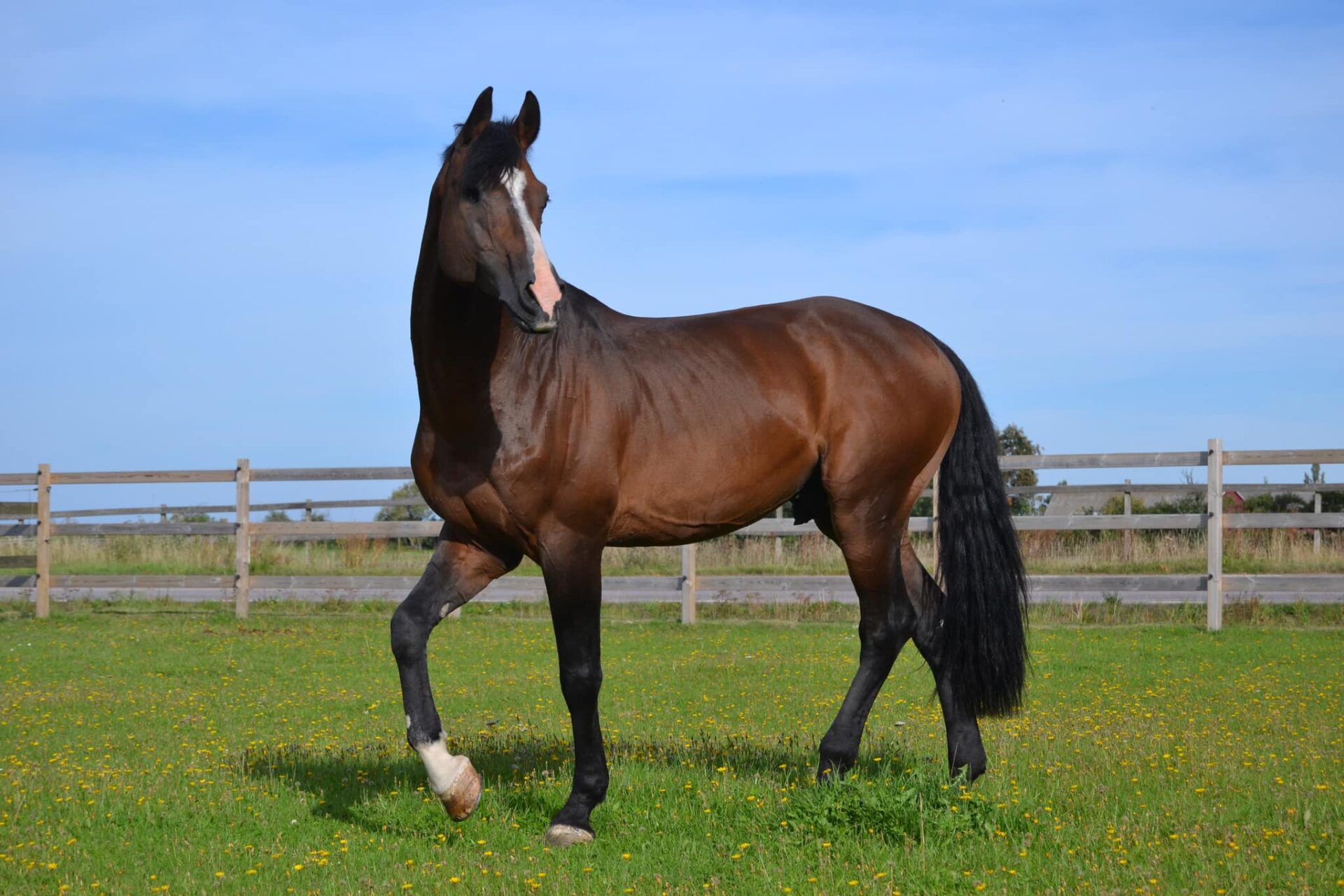 Tornesch (H&M Tornesch - Tornesh - Tornesch 1042)