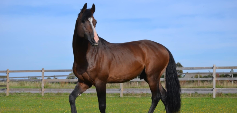 Tornesch (H&M Tornesch - Tornesh - Tornesch 1042)