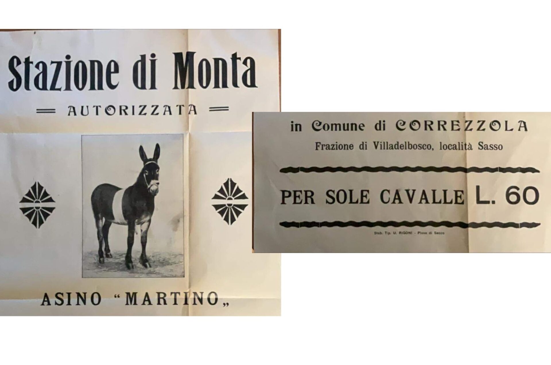 L'asino e le stazioni di monta per sole cavalle, con obiettivo i muli